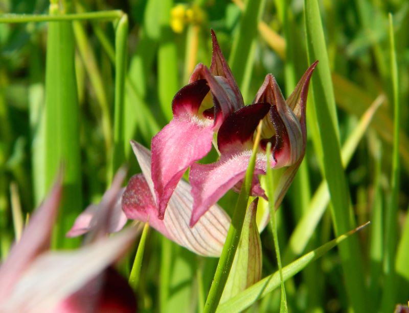 Serapias lingua